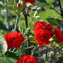 Dianthus caryophyllus 'Can Can'